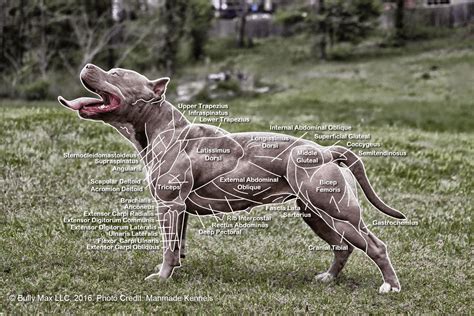 Smooth muscles (involuntary muscles) are usually in sheets or layers, with one layer of muscle behind the other. The Muscle Anatomy of Dogs - Everything You Need To Know ...