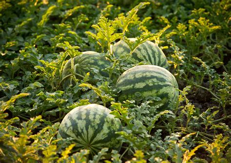 Growing Watermelons Guide To Planting And Harvesting Juicy