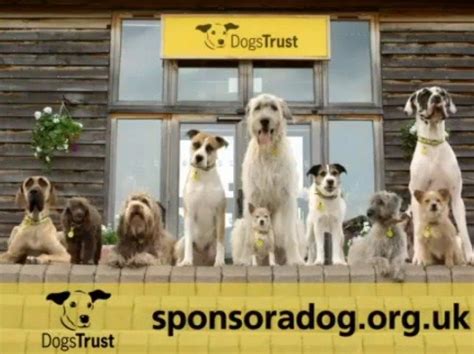 Volunteering At Dogs Trust