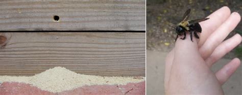 Lp smartside products are very popular and they're some of the most durable siding solutions available, especially compared to other wood siding products. Staining Fiber / Cement Board Siding - Structures Wood ...