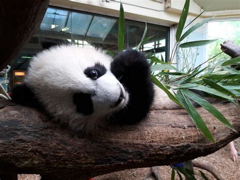 Panda Updates Wednesday August 16 Zoo Atlanta