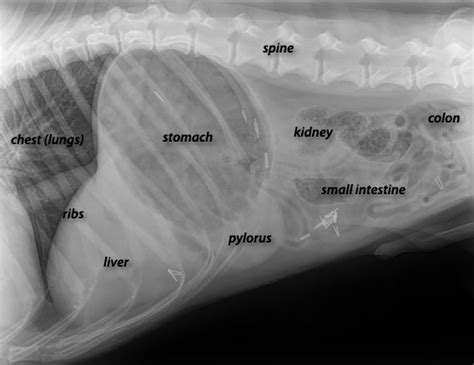 Cat X Ray Stomach Mei Mcrae