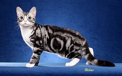 What makes them stand out among many different breeds of cats is their ears. Different Cat Breeds & Types of Cats...house cats and Pure ...