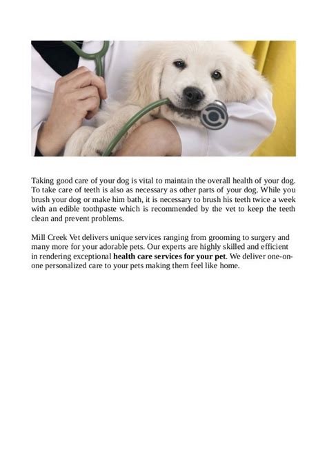 Preventative Health Care Tips Keeping Your Dogs Happy And Healthy