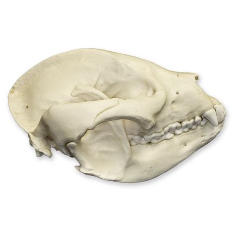 Replica Giant Panda Skull Adolescent For Sale — Skulls Unlimited