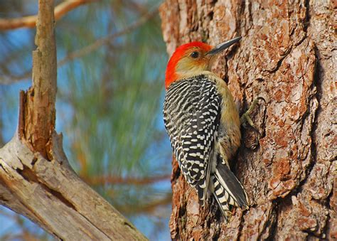 Woodpeckers Of North America A Gallery On Flickr