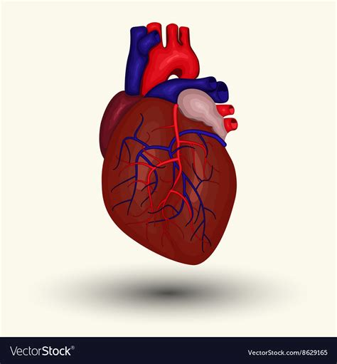 Human Heart Icon Royalty Free Vector Image Vectorstock