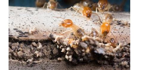When Are Termites Active Ecola Termite And Pest Control Services