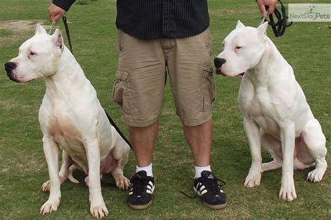 Many pug owners travel quite a distance to get their puppies because they want to keep them close to home for health reasons. Champion Sired Dogo Argentino Show Male | Dogo Argentino ...