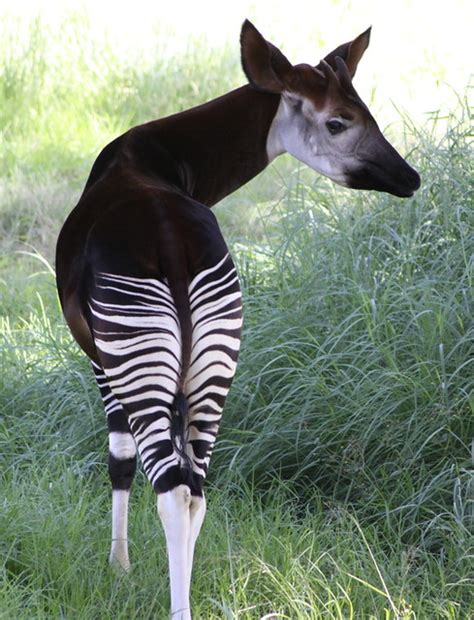 All Sizes Okapi Okapia Johnstoni Flickr Photo Sharing