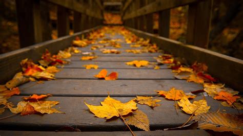 Autumn Leaves On A Bridge Wallpapers 1920x1080 564726