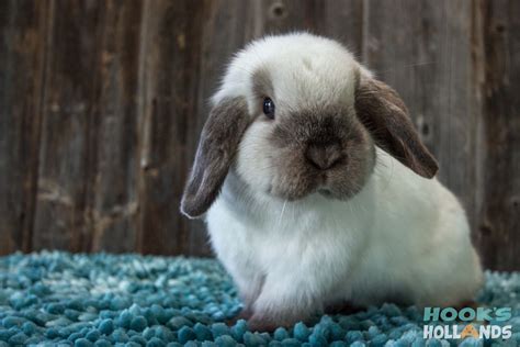 Siamese Sable Holland Lop Naoinebaylee