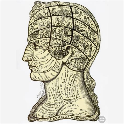 Early Anatomical Illustration Of The Mind Thoughts Peace Wisdom