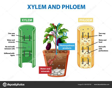 Diagram Showing Xylem Phloem Plant Illustration Stock Illustration By