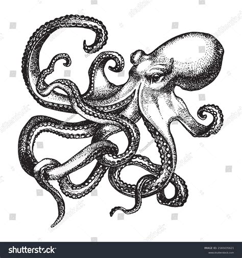 Octopus Ink Sketch Isolated On White Stock Vector Royalty Free