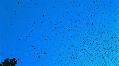 Swarm Of Nearly 40000 Bees Attacked Police Responding To A Single Bee Sting Report 7news