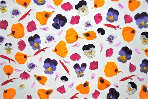 Collection by marion bell • last updated 11 weeks ago. Grow Your own Edible Flowers! - small green things