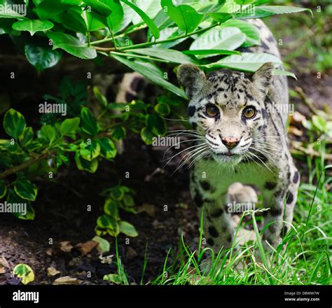 Clouded Leopard Neofelis Nebulova Big Cat In Captivity Stock Photo Alamy