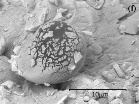 Egg Found In Martian Meteorite Page 1 Proof Of Life Alien Proof