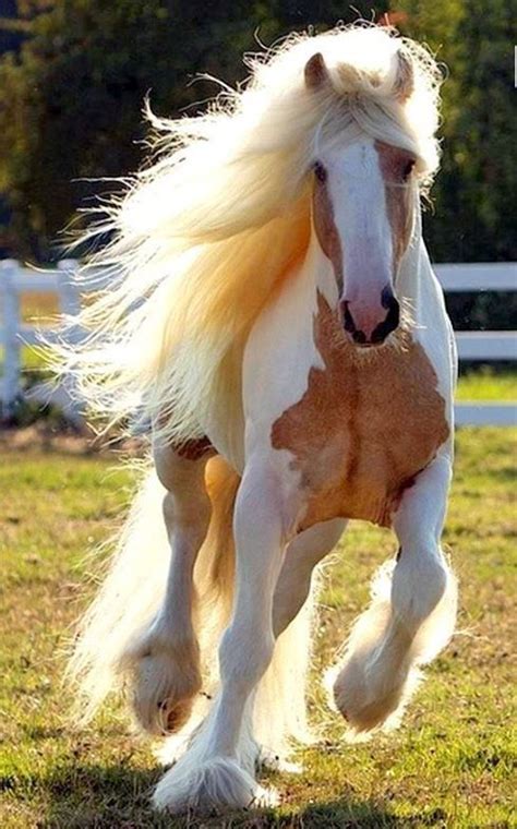 The Most Beautiful Horse Breed In The World Horses Pretty Horses