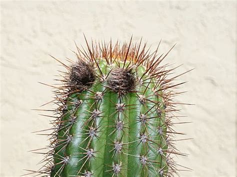 A cactus (plural cacti, cactuses, or less commonly, cactus) is a member of the plant family cactaceae, a family comprising about 127 genera with some 1750 known species of the order. Verna and Bob's Weblog » 2008 » May