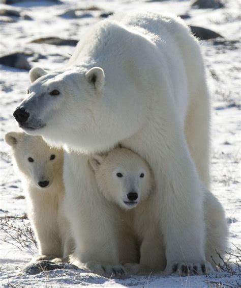 Polar Bears Threatened By Retreat Of Sea Ice Says Usgs
