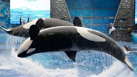 Seaworld Announces End Of Orca Breeding Program