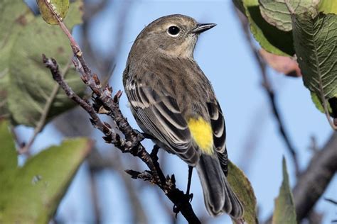 Top 15 Most Popular Bird Species In North America Bird Species