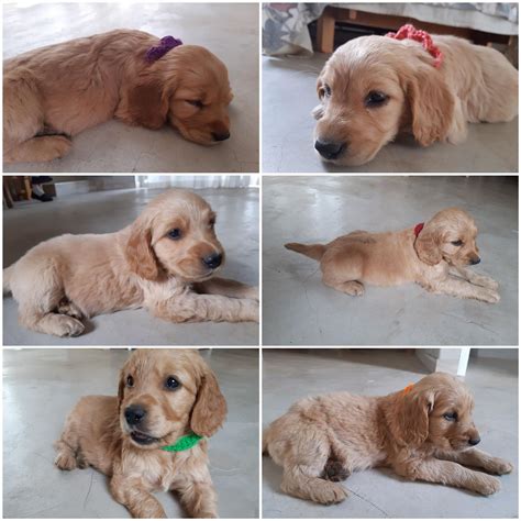 √√ Golden Retriever Puppies For Sale Western Cape South Africa Buy