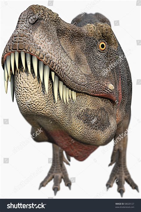 T Rex Dinosaurs Big Head Stock Photo 58020127 Shutterstock