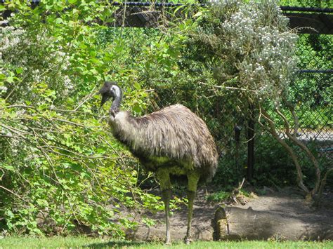 An Ostrich Is Standing In The Grass Near Some Trees