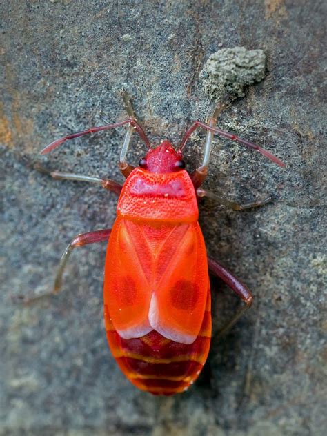 Feuerwanzen treten massenhaft im frühjahr auf. Heute im Garten ,Dank Alice eine Junge Feuerwanze ! Foto ...