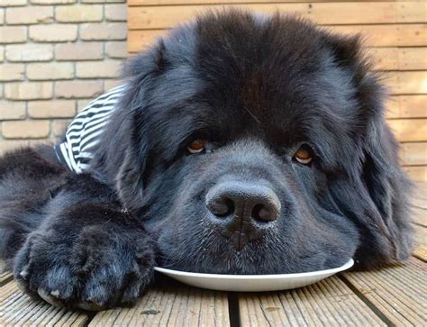 Canada's most easterly province, newfoundland and labrador, possesses an extraordinary character as unique and colourful as its history and landscape. Newfoundland Dog Breed Information Guide: Quirks, Pictures, Personality & Facts in 2020 | Dog ...