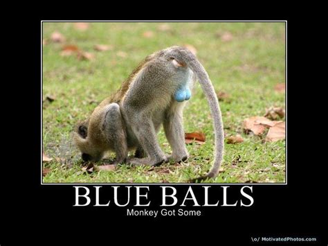 Blue Balls Monkey Got Some Bones Funny Funny Pictures Funny Animals