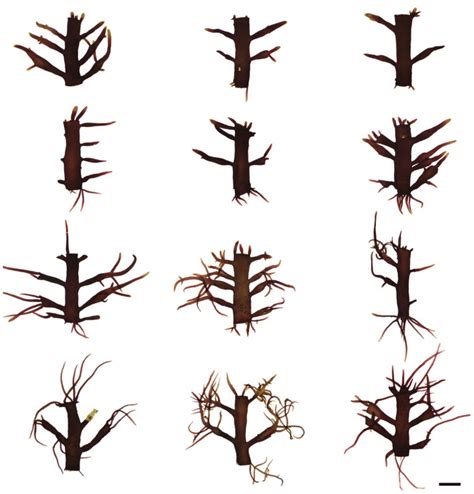 Various Forms Of Regenerated Branches From The Upper And Lower Cut