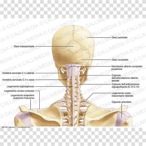 Joint Neck Anatomy Ligament Atlas Cervical Vertebra Atlas Transparent