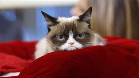Owner Of Grumpy Cat Made 100 Million In 2 Years