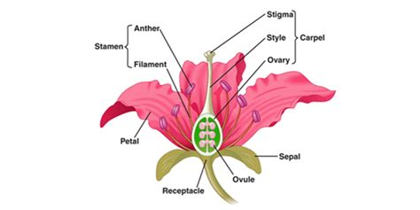 Morphology Parts Of Plant And Structure Of Flower Byju S