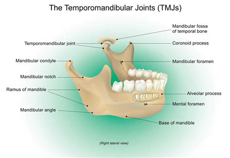 Lower Jaw Neck Diagrams Grmine