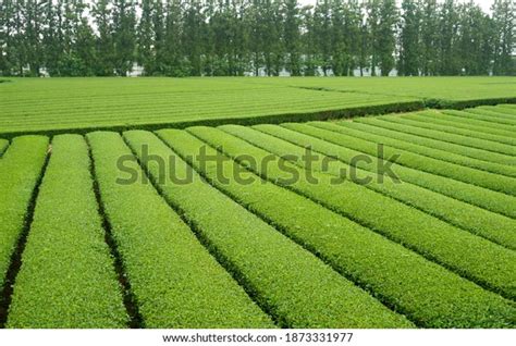 696 Jeju Green Tea Farm Images Stock Photos And Vectors Shutterstock