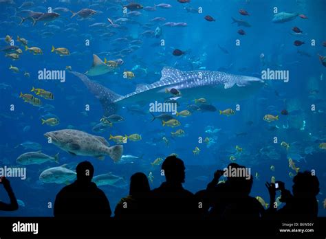 A Giant Whale Shark At The Georgia Aquarium In Atlanta Georgia Swim