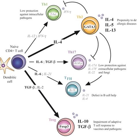 Cd4 T Cell Differentiation In Early Life Defect In Th1 Th17 And Tfh