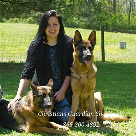 Feeling overwhelmed with the number of websites and high number of german shepherd breeders out there? German Shepherds For Sale .. Knoxville, Tennessee www.christiansguardianshepherds.com | German ...