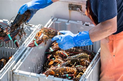 Everything You Need To Know About Florida Keys Lobster Miniseason