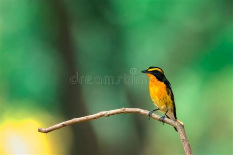 Bird Narcissus Flycatcher On Tree In Nature Wild Stock Photo Image