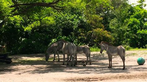 Zebras 🦓 At Zoo Miami Youtube