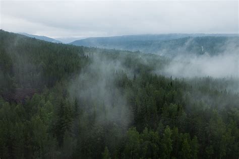 Fog And Mist Phrygian Mode Forest Mists
