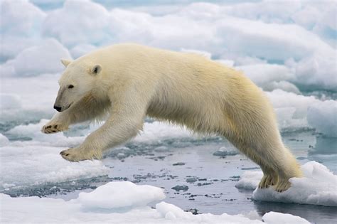 Proyecto Animales Animales Que Viven En El Polo Norte