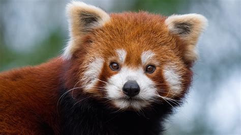 Cute Baby Red Panda  Wallpapers Photoshoot Galleries