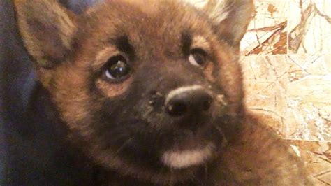 Fast, reliable delivery to your door. Puppy Dying From Pneumonia Is Rescued From NYC Pet Store ...